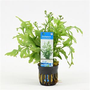 moeringswaterplanten Ceratopteris thalictroides - 6 stuks - aquarium plant