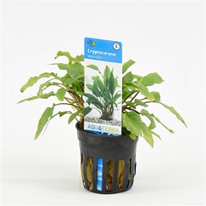 moeringswaterplanten Cryptocoryne wendtii - 6 stuks - aquarium plant