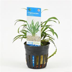 moeringswaterplanten Cryptocoryne costata - 6 stuks - aquarium plant