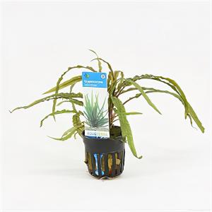 moeringswaterplanten Cryptocoryne balansae - 6 stuks - aquarium plant