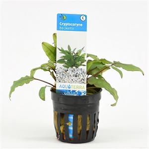 moeringswaterplanten Cryptocoryne beckettii - 6 stuks - aquarium plant