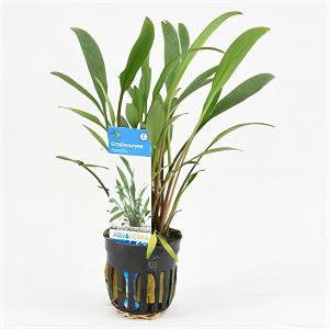 moeringswaterplanten Cryptocoryne nevellii - 6 stuks - aquarium plant