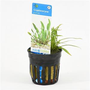 moeringswaterplanten Cryptocoryne parva - 6 stuks - aquarium plant