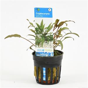 moeringswaterplanten Cryptocoryne petchii - 6 stuks - aquarium plant
