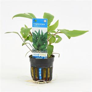 Moerings waterplanten Cryptocoryne walkerii - 6 stuks - aquarium plant