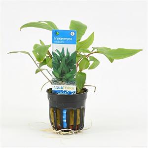 moeringswaterplanten Cryptocoryne walkerii - 6 stuks - aquarium plant