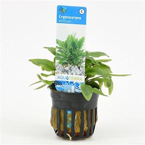 moeringswaterplanten Cryptocoryne willisii - 6 stuks - aquarium plant