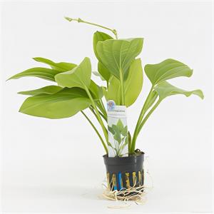 moeringswaterplanten Echinodorus argentinensis - 6 stuks - aquarium plant