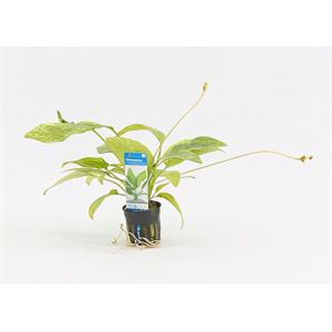moeringswaterplanten Echinodorus cordifolius marble queen - 6 stuks - aquarium plant