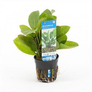 moeringswaterplanten Echinodorus harbich - 6 stuks - aquarium plant