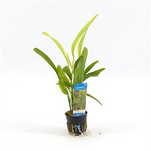moeringswaterplanten Echinodorus horemanii - 6 stuks - aquarium plant