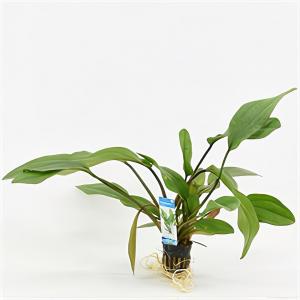 moeringswaterplanten Echinodorus impaii - 6 stuks - aquarium plant