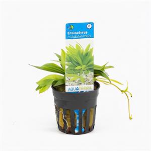 moeringswaterplanten Echinodorus magdalenensis - 6 stuks - aquarium plant
