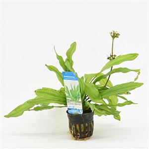 Moerings waterplanten Echinodorus major martii - 6 stuks - aquarium plant