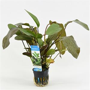 moeringswaterplanten Echinodorus ozelot rood / leopard
 - 6 stuks - aquarium plant
