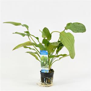 moeringswaterplanten Echinodorus ozelot groen / leopard - 6 stuks - aquarium plant