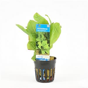 Moerings waterplanten Echinodorus parviflorus - 6 stuks - aquarium plant