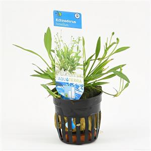 moeringswaterplanten Echinodorus tenellus - 6 stuks - aquarium plant