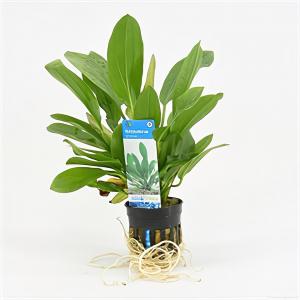 Moerings waterplanten Echinodorus granat - 6 stuks - aquarium plant