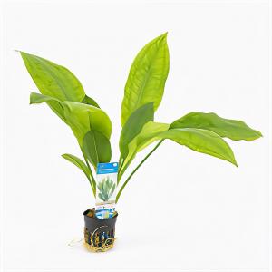 moeringswaterplanten Echinodorus bleheri - 6 stuks - aquarium plant