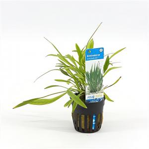 moeringswaterplanten Echinodorus xinguensis - 6 stuks - aquarium plant
