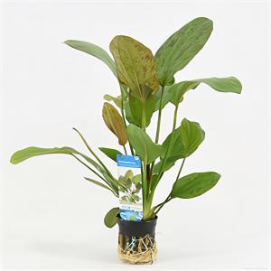 moeringswaterplanten Echinodorus regine hildebrandt
 - 6 stuks - aquarium plant