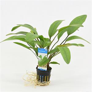 Echinodorus reni
 - 6 stuks - aquarium plant