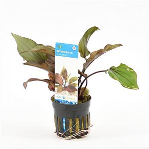 moeringswaterplanten Echinodorus red devil - 6 stuks - aquarium plant