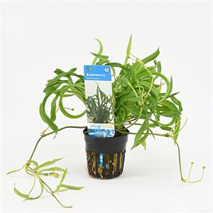 moeringswaterplanten Echinodorus vesuvius
 - 6 stuks - aquarium plant
