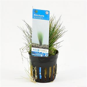 Moerings waterplanten Eleocharis acicularis - 6 stuks - aquarium plant