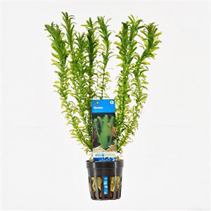 Moerings waterplanten Elodea densa - 6 stuks - aquarium plant