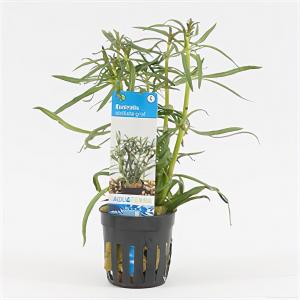 moeringswaterplanten Eustralis stellata grof - 6 stuks - aquarium plant