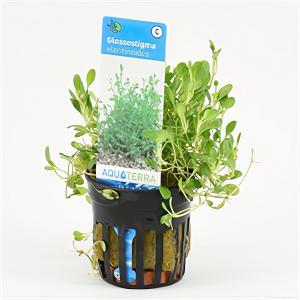 moeringswaterplanten Glossostigma elatinoides - 6 stuks - aquarium plant