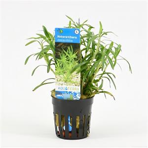 Moerings waterplanten Heteranthera zosterifolia
 - 6 stuks - aquarium plant