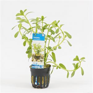 moeringswaterplanten Hedyotis salzmannii - 6 stuks - aquarium plant