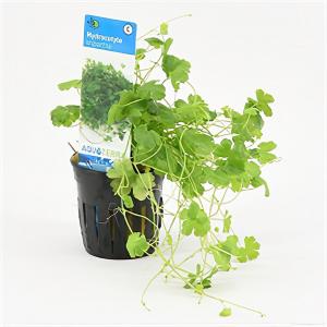 moeringswaterplanten Hydrocotyle tripartita - 6 stuks - aquarium plant
