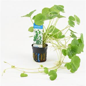 moeringswaterplanten Hydrocotyle leucocephala
 - 6 stuks - aquarium plant