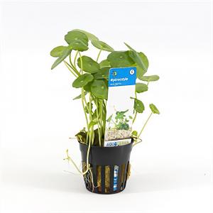 moeringswaterplanten Hydrocotyle vulgaris
 - 6 stuks - aquarium plant