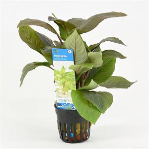 moeringswaterplanten Hygrophila corymbosa
 - 6 stuks - aquarium plant