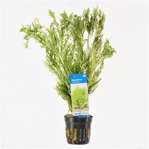 moeringswaterplanten Hygrophila difformis - 6 stuks - aquarium plant