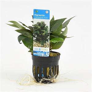 Moerings waterplanten Hygrophila corymbosa compacta mini - 6 stuks - aquarium plant