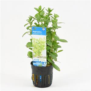 moeringswaterplanten Hygrophila polysperma - 6 stuks - aquarium plant