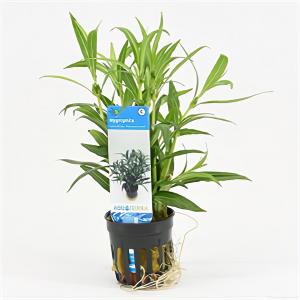 moeringswaterplanten Hygrophila salicifolia narrow leaf - 6 stuks - aquarium plant