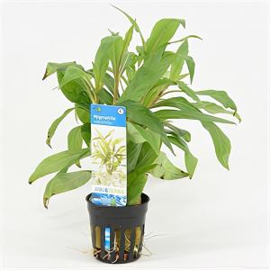 moeringswaterplanten Hygrophila salicifolia - 6 stuks - aquarium plant