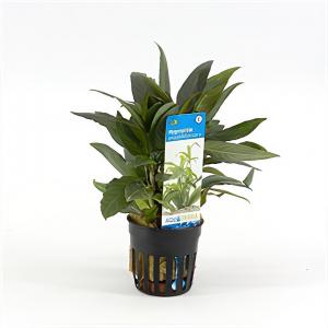 moeringswaterplanten Hygrophila salicifolia rubra - 6 stuks - aquarium plant