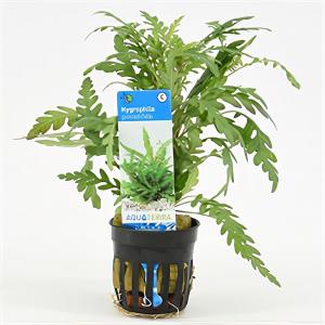 moeringswaterplanten Hygrophila pinnatifida - 6 stuks - aquarium plant