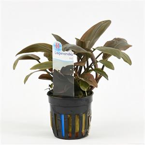 moeringswaterplanten Lagenandra meeboldii - 6 stuks - aquarium plant
