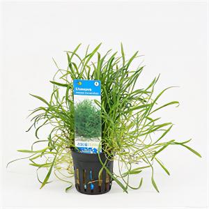 moeringswaterplanten Lilaeopsis novae-zelandiae - 6 stuks - aquarium plant