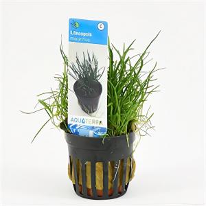 moeringswaterplanten Lilaeopsis mauritiana - 6 stuks - aquarium plant