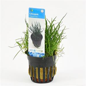 Moerings waterplanten Lilaeopsis mauritiana - 6 stuks - aquarium plant